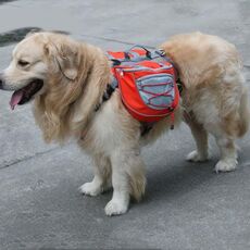 Zaino auto-portatile per cani fuori dallo zaino Borsa per animali domestici in rete traspirante, specifica: S (arancione)