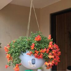 Vasi da fiori in plastica da appendere Vasi da fiori da appendere con catena sospesa, grandi dimensioni: 24 x 18 cm, consegna a colori casuali