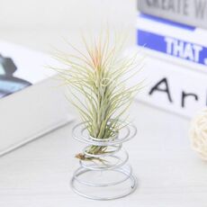 Base a molla per supporto per radici di ananas in filo di alluminio 2 pezzi, dimensioni: 5,2 × 5,35 × 6 cm (argento)