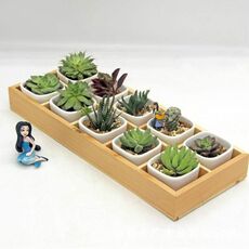 Scatola portaoggetti in legno succulenta Decorazione del giardino paesaggistico, specifica: 10 celle