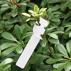 100 pezzi Giardinaggio pianta alberello Seme Seed Etichetta albero appeso (bianco)