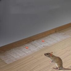 Mouse appiccicoso trasparente con bordo appiccicoso anti-roditore con colla trappola per topi