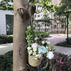 SDTGP5 Cesto sospeso per fiori succulenti