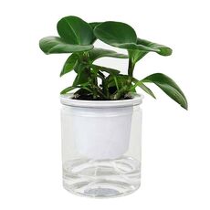Vaso idroponico per piante grasse con assorbimento automatico dell'acqua, stile: trasparente senza parole