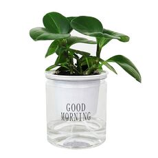 Vaso idroponico per piante grasse con assorbimento automatico dell'acqua, stile: trasparente con parole