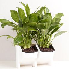 Vasi da fiori a parete per balcone verticale per interni ed esterni da parete per piante Combinazione creativa di vasi da fiori in plastica in resina con vaso rimovibile (bianco)