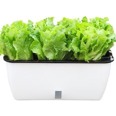 Family Balcony Rettangolare Plastica Autoborto Autoborto Verdure Pentola Pentola di fiori, Stile: SC02 Big Pot