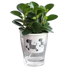 2 PCS completamente trasparente floreale idroponico Pentole dell'acqua Livello d'acqua Visibile Colla non rotta Pentole di plastica autoassorbente Pentole di plastica, Dimensioni: W09 calibro 17.5 cm (modello di zebra trasparente completo)