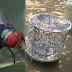 CXW003 2 pezzi Fly Trap Fly Killer Household Fly Catcher