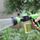 Pistola ad acqua multifunzionale per auto con pistola ad acqua, irrigazione da giardino, irrigatore per doccia per animali domestici, consegna a colori casuali, senza tubo dell'acqua