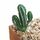2 PCS artificiale Mini giardino di cactus Paesaggio Home Office Decoration