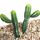 2 PCS artificiale Mini giardino di cactus Paesaggio Home Office Decoration 2 PCS artificiale Mini giardino di cactus Paesaggio Home Office Decoration