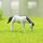 Figura di cavallo Fai da te Micro-paesaggio Paesaggistica Bambola Decorazione del desktop Ornamenti (Bianco) Figura di cavallo Fai da te Micro-paesaggio Paesaggistica Bambola Decorazione del desktop Ornamenti (Bianco)