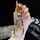 Catena per telefono con perline di cristallo a forma di farfalla (nera)