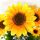 2 pezzi creativo elegante bouquet artificiale girasole decorazione della festa nuziale 2 pezzi creativo elegante bouquet artificiale girasole decorazione della festa nuziale