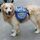 Zaino auto-portatile per cani fuori dallo zaino Borsa per animali domestici in rete traspirante, specifica: L (blu) Zaino auto-portatile per cani fuori dallo zaino Borsa per animali domestici in rete traspirante, specifica: L (blu)