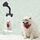 Gatto del cane della macchina fotografica dell'animale domestico che esamina la clip del telefono della macchina fotografica (nero) Gatto del cane della macchina fotografica dell'animale domestico che esamina la clip del telefono della macchina fotografica (nero)