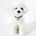 Accessori per animali domestici con collare con fibbia di sicurezza regolabile per cani e gatti, dimensioni: S 17-32 cm, stile: stella (blu) Accessori per animali domestici con collare con fibbia di sicurezza regolabile per cani e gatti, dimensioni: S 17-32 cm, stile: stella (blu)
