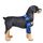 Pet Dog Gamba Ginocchio Guardia Chirurgia Infortunio Cover protettiva, Dimensioni: L (modello classico (blu)) Pet Dog Gamba Ginocchio Guardia Chirurgia Infortunio Cover protettiva, Dimensioni: L (modello classico (blu))