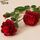 10 PCS JC0055 Continental Core Flower Beam Simulazione di nozze Flower Home Fiore di seta artificiale (peonia rosso scuro) 10 PCS JC0055 Continental Core Flower Beam Simulazione di nozze Flower Home Fiore di seta artificiale (peonia rosso scuro)