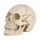 Display gadget Skull Head Hallowmas Prop, dimensioni: 19 (L) x 13 (P) x 14 cm (A) (bianco)