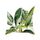Piante tropicali Federa in poliestere Federe decorative Foglie verdi Copricuscino da tiro Quadrato 45 cm x 45 cm (22) Piante tropicali Federa in poliestere Federe decorative Foglie verdi Copricuscino da tiro Quadrato 45 cm x 45 cm (22)