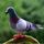 2 PCS Simulazione Foam Pigeon Model Home Garden Ornament Miniature Decor