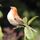 Simulazione Passero Simulazione Piuma Schiuma Uccello Decorazione orticola Consegna a colori casuale Simulazione Passero Simulazione Piuma Schiuma Uccello Decorazione orticola Consegna a colori casuale