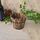 Balcone Verdure Succulente Vaso da fiori in legno carbonizzato Retro Secchio di legno piccolo Decorazione per la casa, Taglia: L, Stile: Bocca ondulata
