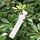 100 pezzi Giardinaggio pianta alberello Seme Seed Etichetta albero appeso (bianco)