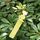 100 pezzi Giardinaggio pianta alberello Seme Seme Appeso Etichetta (Giallo) 100 pezzi Giardinaggio pianta alberello Seme Seme Appeso Etichetta (Giallo)