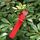 100 pezzi Giardinaggio pianta alberello Seme Seed Hanging Etichetta (Rosso)