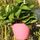 Fioriera autoirrigante Coltiva piante Vasi da fiori pigri Vasi da fiori rotondi in plastica da appendere a parete, dimensioni: 13x8,5x13cm (rosa) Fioriera autoirrigante Coltiva piante Vasi da fiori pigri Vasi da fiori rotondi in plastica da appendere a parete, dimensioni: 13x8,5x13cm (rosa)