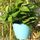 Fioriera autoirrigante Coltiva piante Vasi da fiori pigri Vasi da fiori rotondi in plastica da appendere a parete, dimensioni: 18x12,5x16cm (blu) Fioriera autoirrigante Coltiva piante Vasi da fiori pigri Vasi da fiori rotondi in plastica da appendere a parete, dimensioni: 18x12,5x16cm (blu)