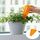Dispositivo per irrigazione automatica di fiori di carote 3 pezzi con funzione di promemoria