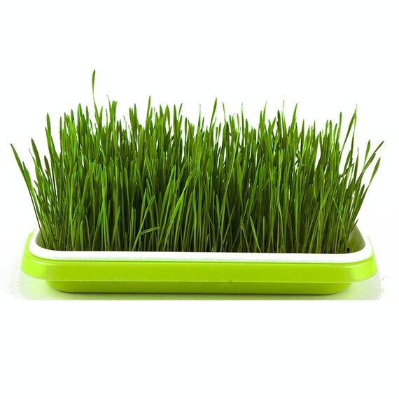 5 pezzi Bean Sprout Germinazione Vassoio Soilless Cultura POT Pentola (verde)