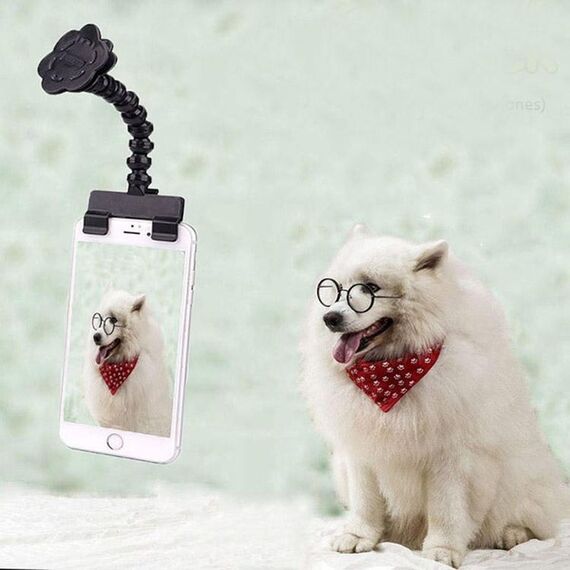Gatto del cane della macchina fotografica dell'animale domestico che esamina la clip del telefono della macchina fotografica (nero)