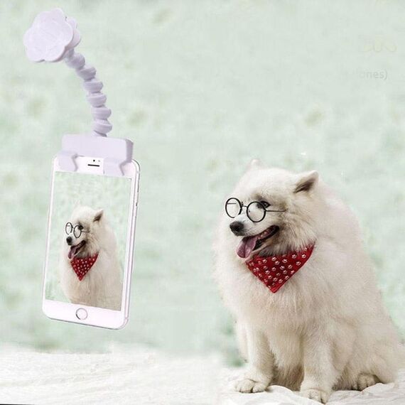 Cat per cani del cane della macchina fotografica dell'animale domestico che esamina la clip del telefono della macchina fotografica (bianco)