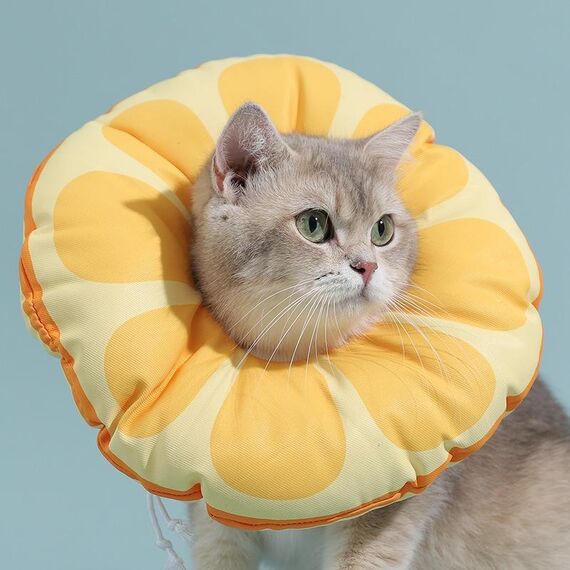 Cat Elizabeth Collar Covere Cover antisetting Cover, dimensioni: S (arancione)