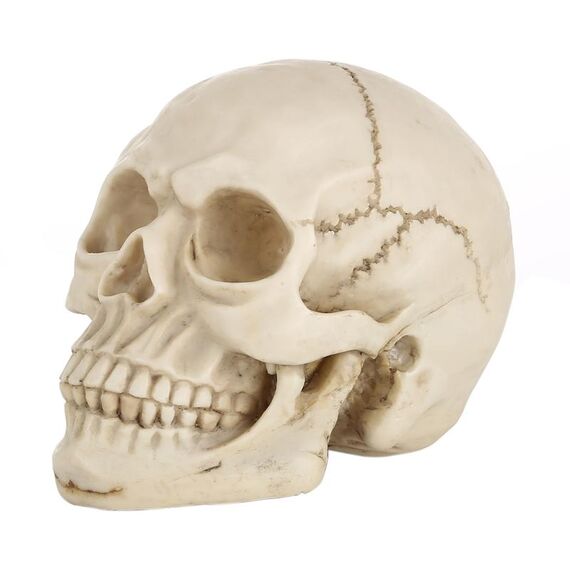 Display gadget Skull Head Hallowmas Prop, dimensioni: 19 (L) x 13 (P) x 14 cm (A) (bianco)