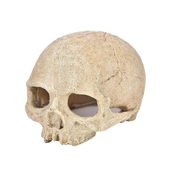 Acquario Decorazione per acquario Ragno Lucertola Serpente Pitone Teschio Allevamento Ornamento per nascondere (Teschio calvo)