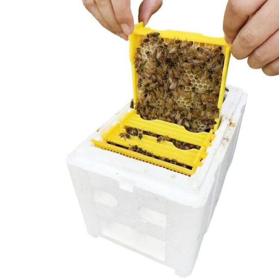Scatola di raccolta della schiuma della scatola dell'intestazione dell'ape Scatola dell'impollinazione