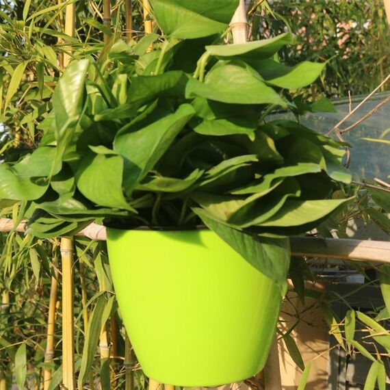 Fioriera autoirrigante Coltiva piante Vasi da fiori pigri Vasi da fiori rotondi in plastica da appendere a parete, dimensioni: 13x8,5x13cm (verde)