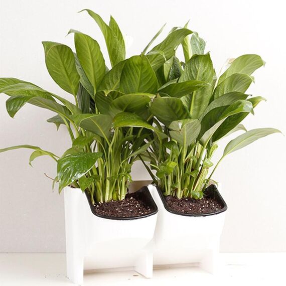 Vasi da fiori a parete per balcone verticale per interni ed esterni da parete per piante Combinazione creativa di vasi da fiori in plastica in resina con vaso rimovibile (bianco)