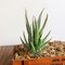 Piante Mini artificiale Aloe plastica Craft Floristry Landscape Garden Family Office Decoration